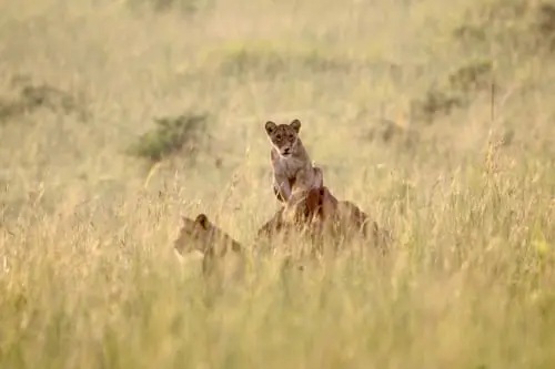 Two lions standing on two lions in the Ugandan Savanna