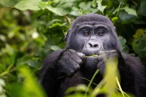 A Ugandan mountain gorilla eating grass in Bwindi National Park