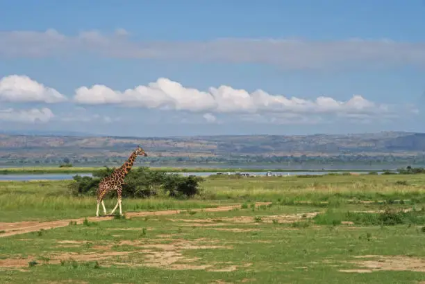 Ugandan giraffe moving around in Murchison falls national park